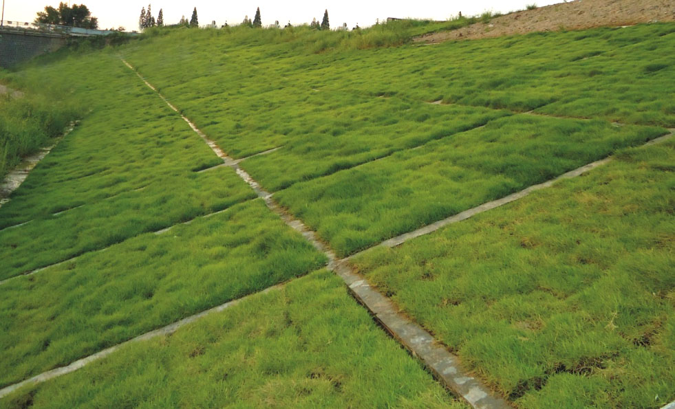 生態(tài)護坡